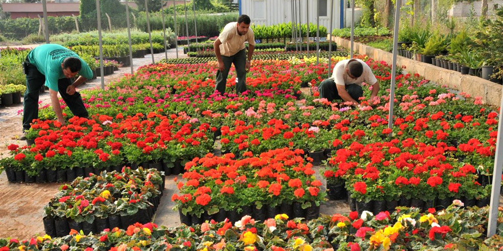 Ornamental Plants And Products 